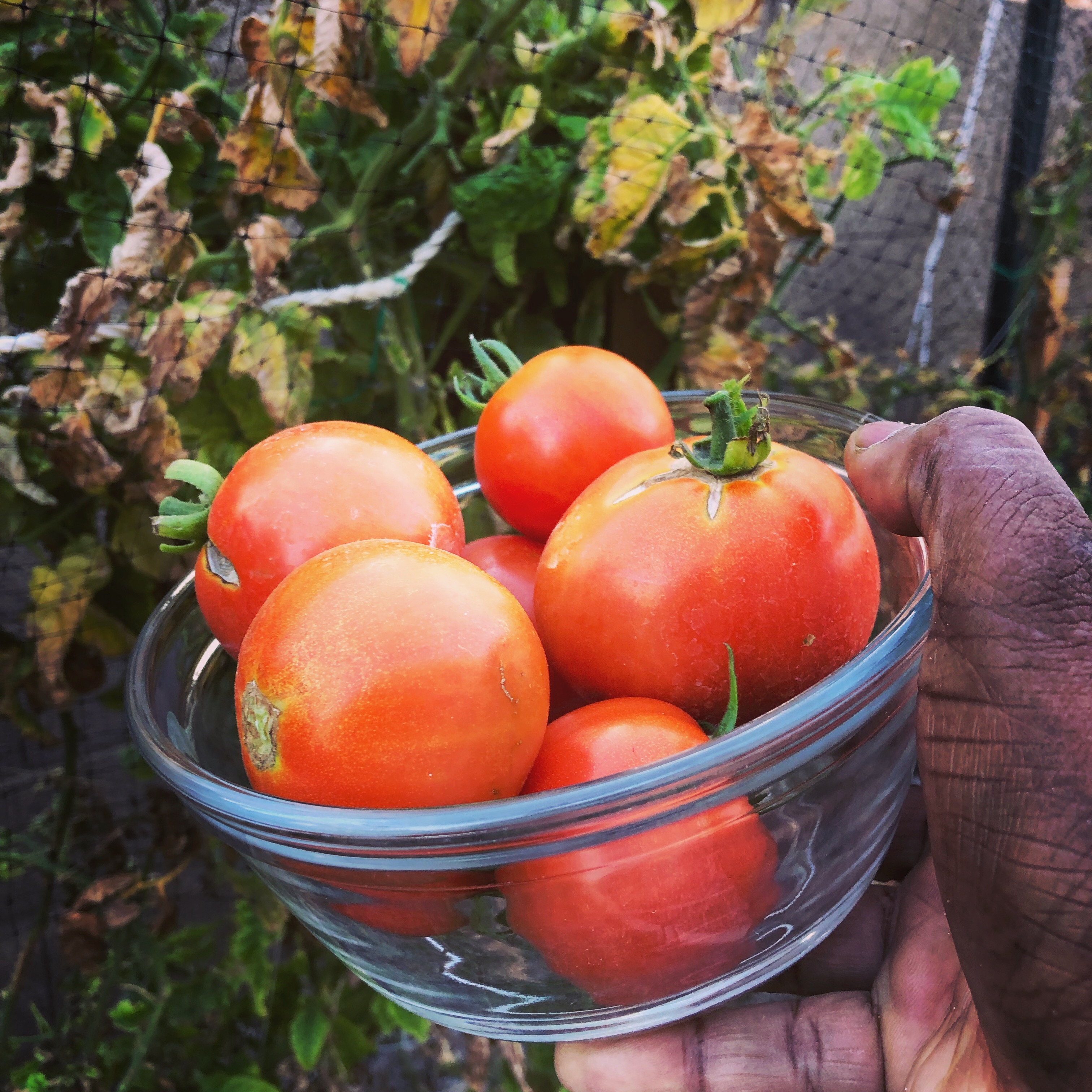 Freshly harvested tomatoes in a glass bowl from a Phoenix backyard garden