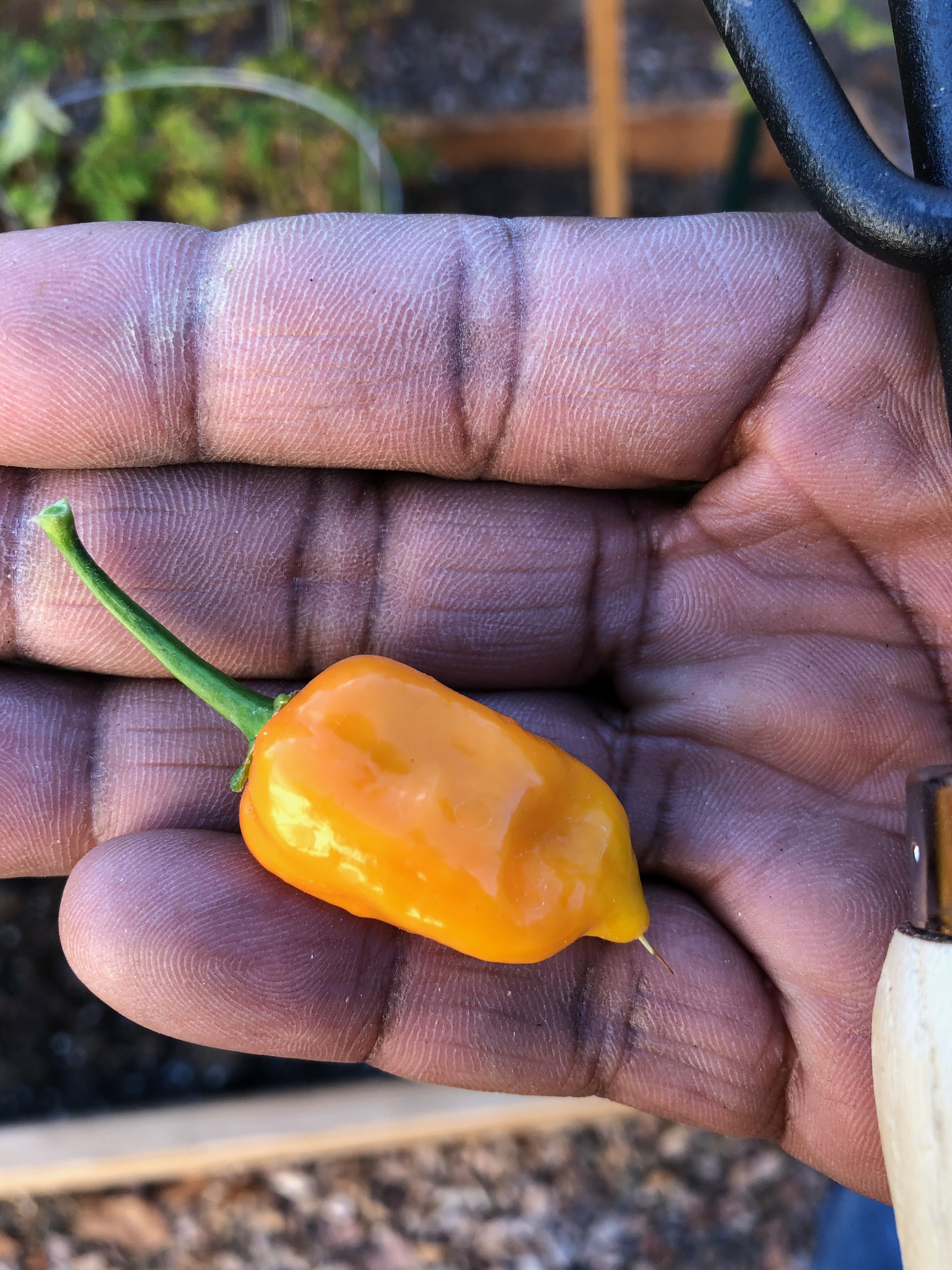 Fresh habanero pepper from the garden held in hand — Phoenix spring harvest