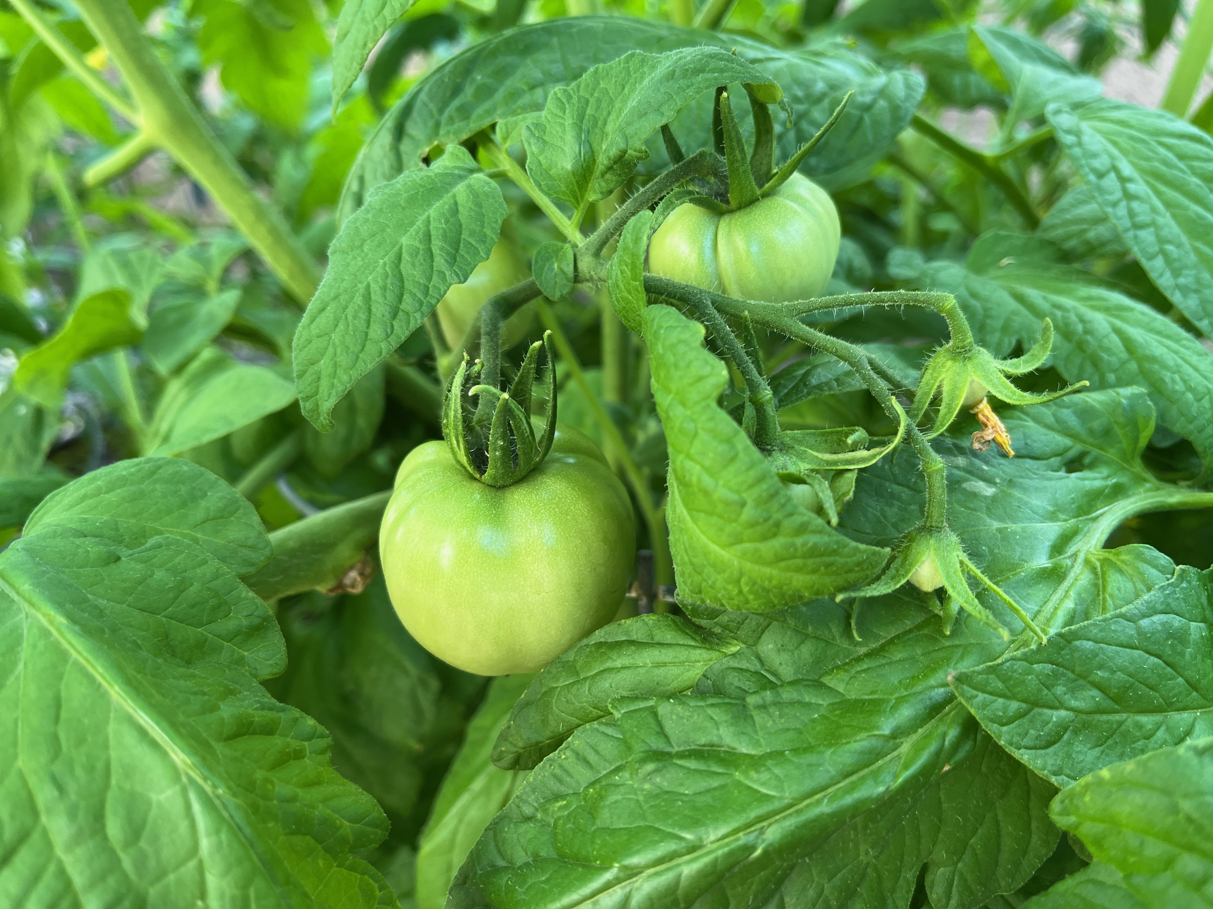 Green tomatoes ripening on the vine in a Phoenix backyard garden