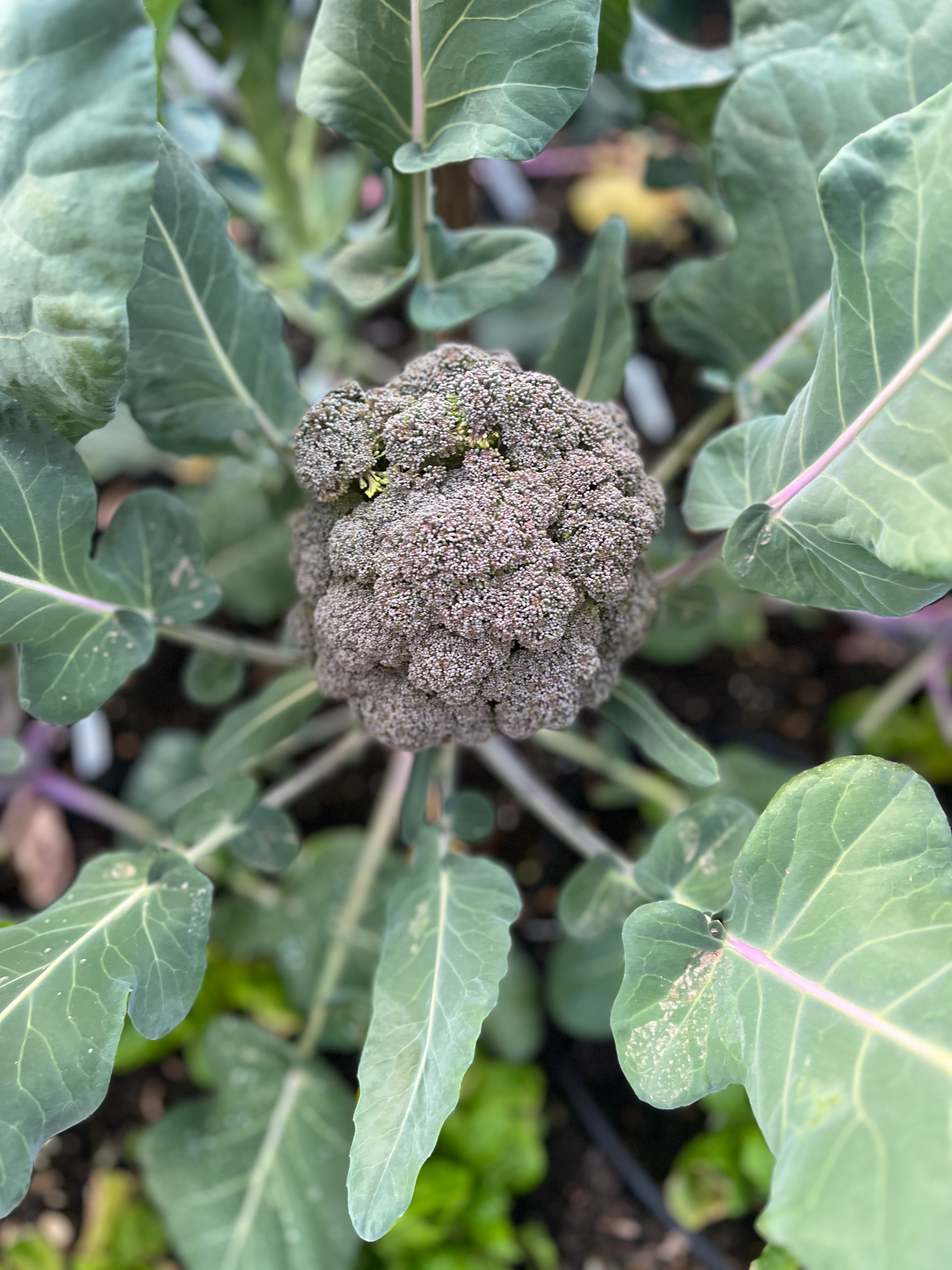 Broccoli head growing in a raised bed during Phoenix fall season