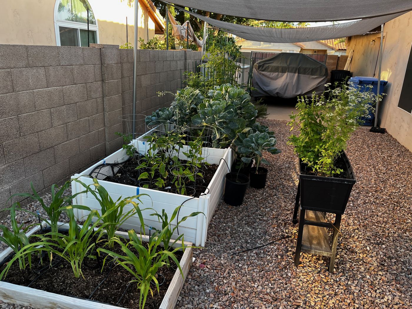 Phoenix backyard raised bed garden ready for spring planting