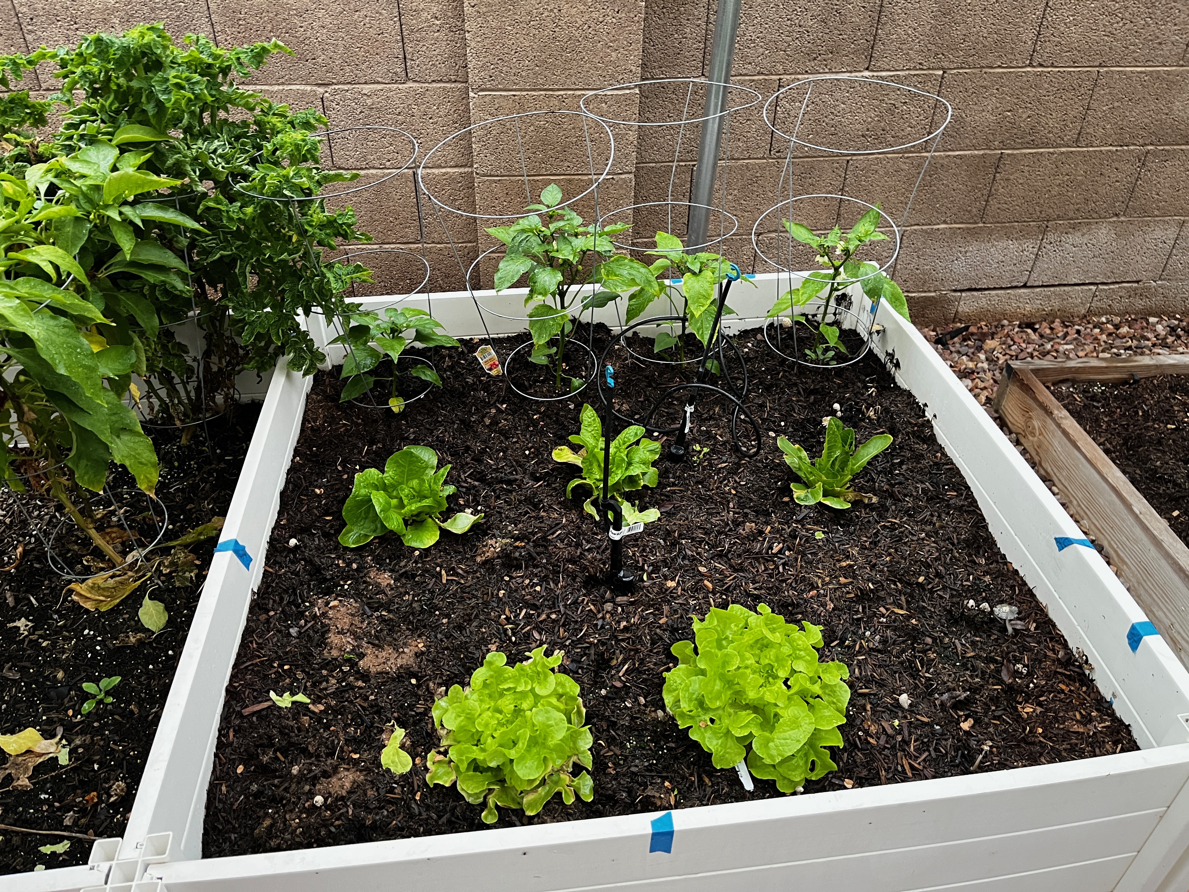 Raised garden bed with winter lettuce and cool-season greens growing in Phoenix