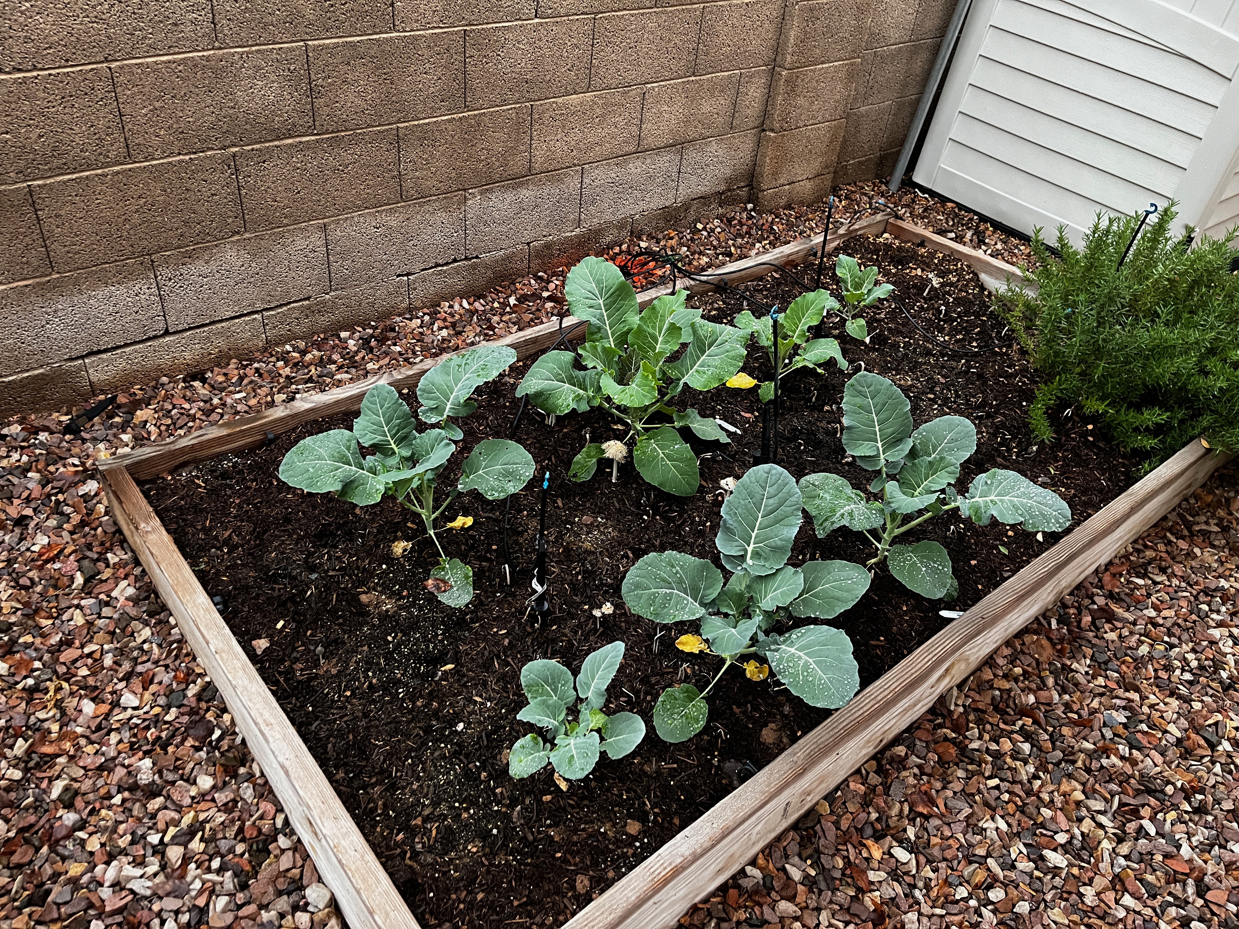 New raised garden bed with seedlings in a Phoenix desert backyard