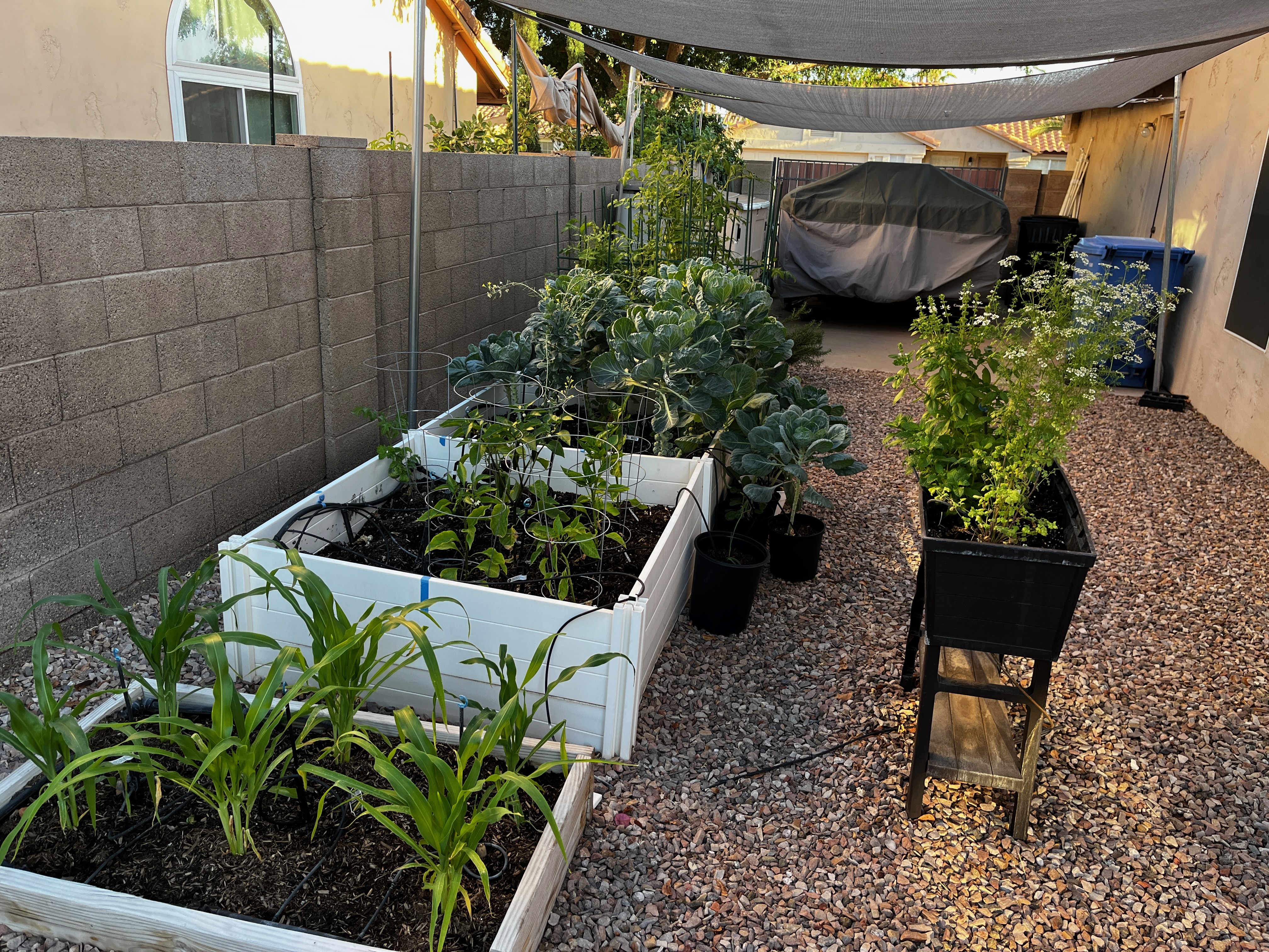Phoenix backyard raised bed garden ready for spring planting