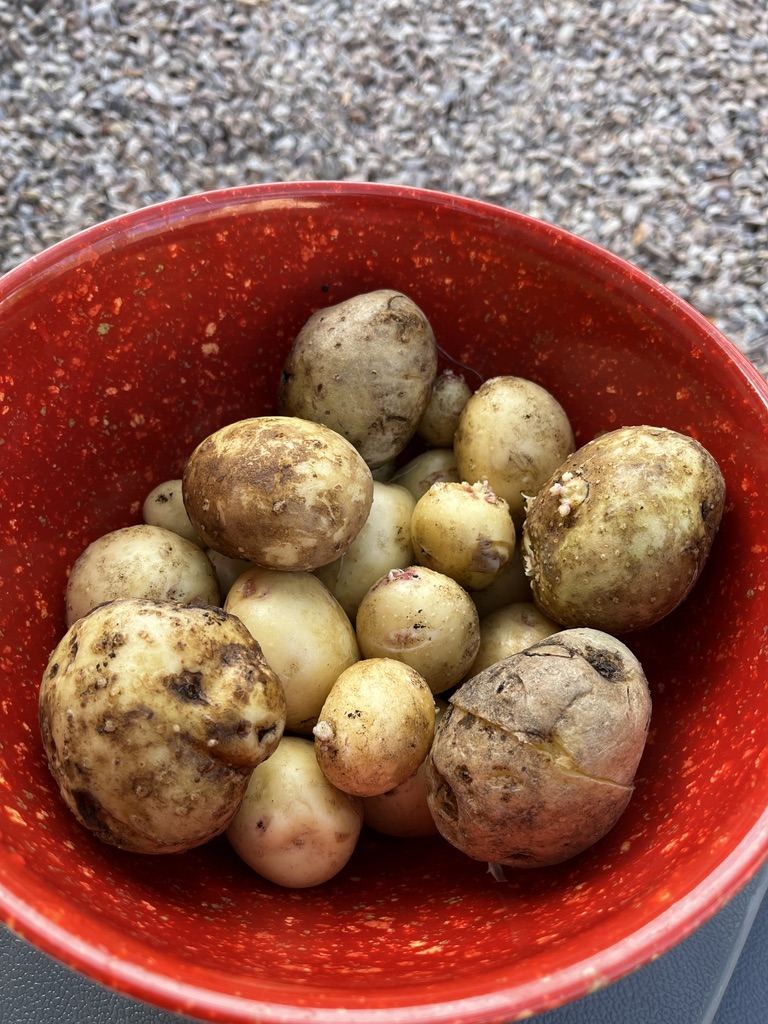 A red bowl full of potatoes I grew in my own backyard garden