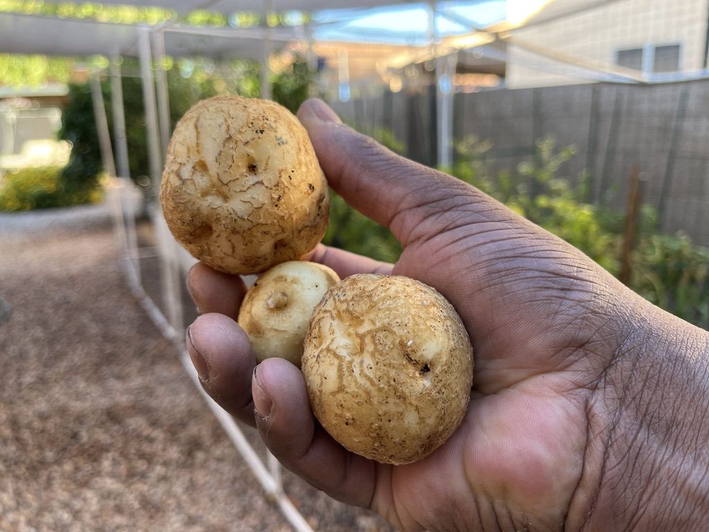 Three potatoes in my hand in my backyard garden