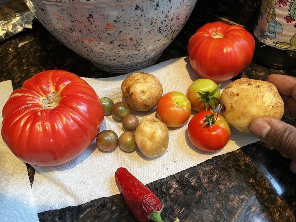 Potatoes I grew in my garden on the kitchen counter, next to tomatoes