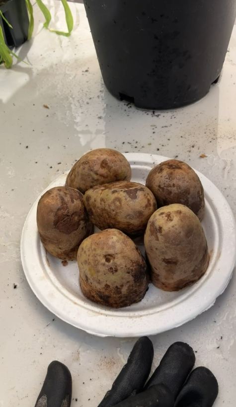 My seed potatoes on a paper plate, ready for my October planting